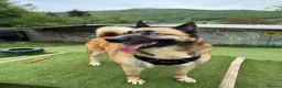 Mixed Breed dogs for adoption:  RONI  - Advert 3