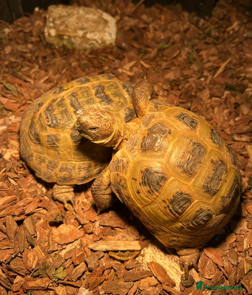 Tortoise reptiles Pair of Male Horsefield Tortoises with full set up - Advert 1