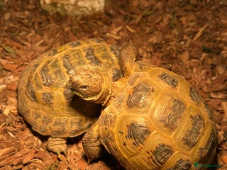 Tortoise reptiles Pair of Male Horsefield Tortoises with full set up - Advert 1