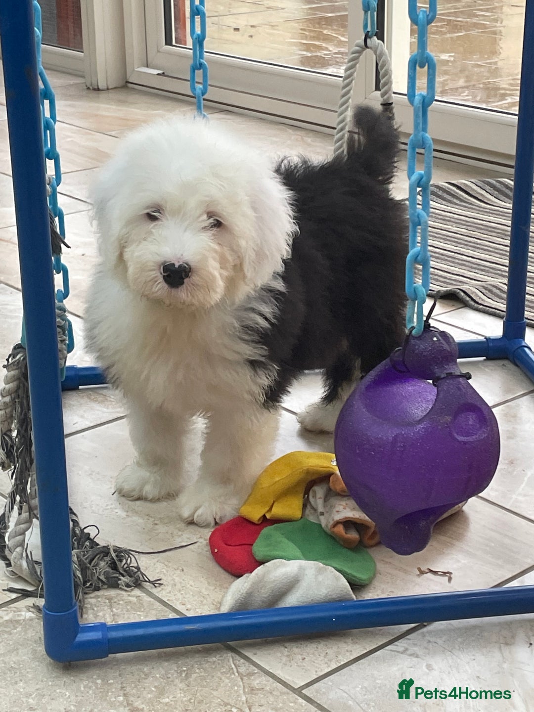 Old English Sheepdog dogs for sale: Old English sheep dog pups - Advert 6