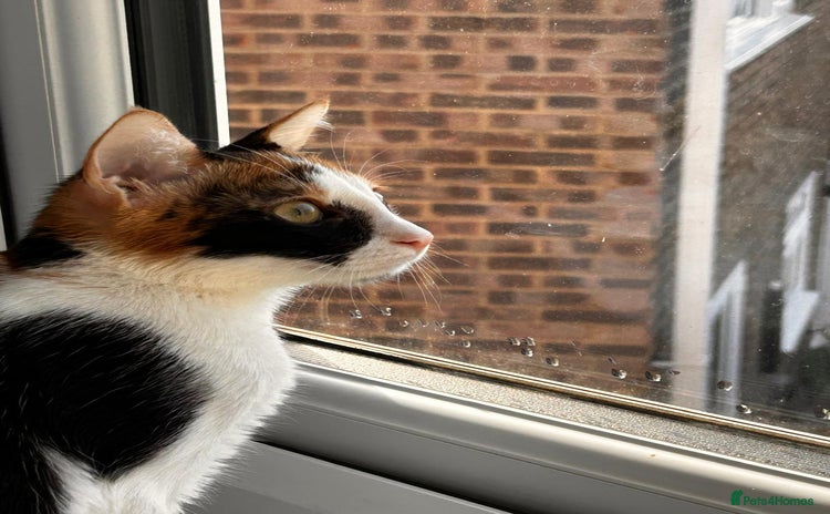 Mixed Breed cats - Advert 5