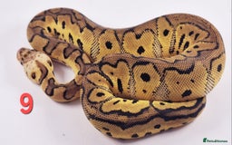 Python Snake reptiles for sale: Royal pythons Pastel Clowns - Image 5