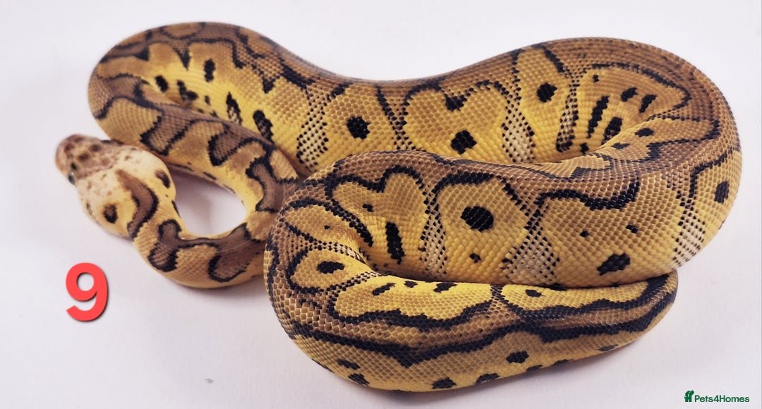 Python Snake reptiles for sale: Royal pythons Pastel Clowns - Image 5