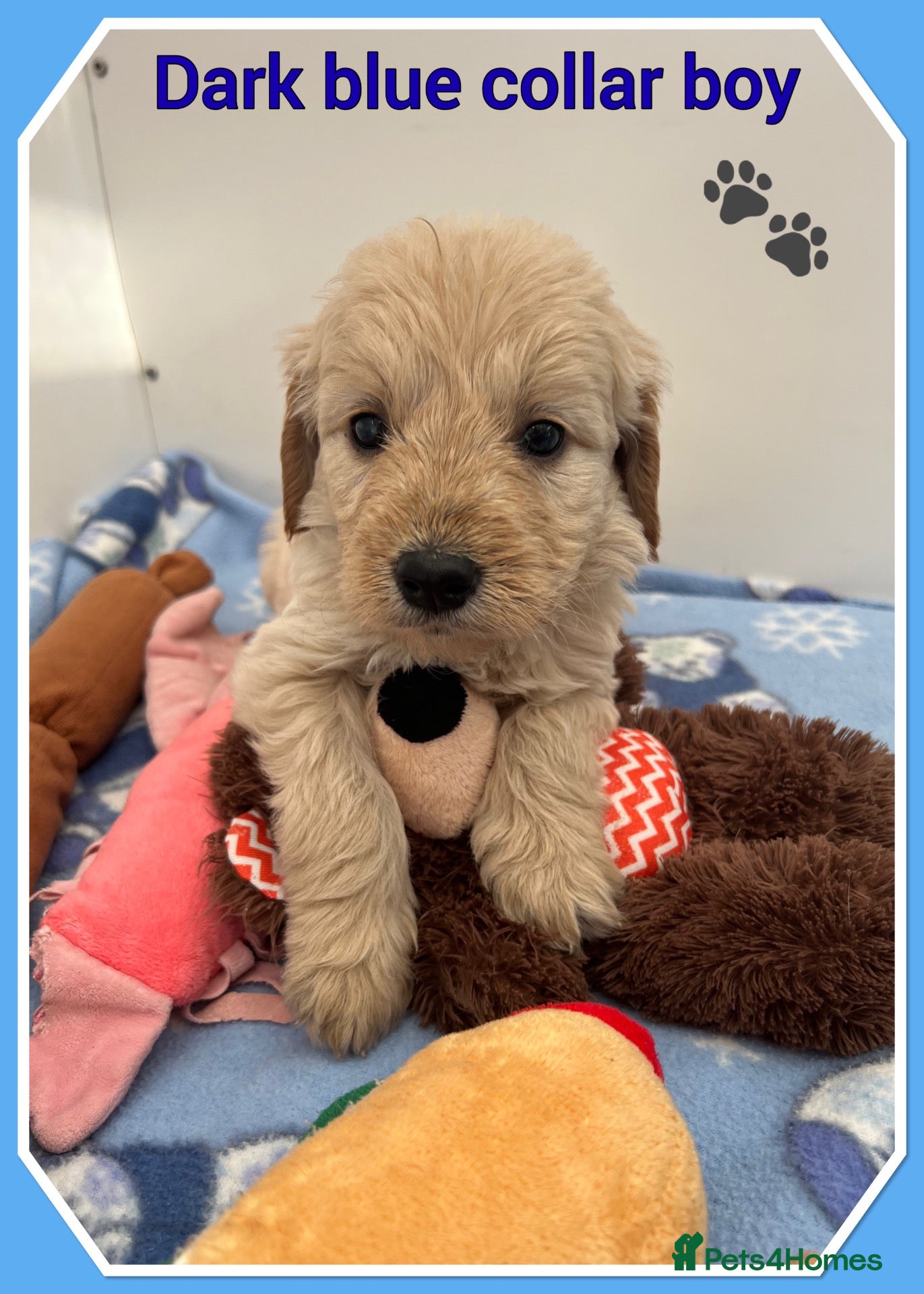 Mini Goldendoodle dogs 🐶 STUNNING F1 MINIATURE GOLDENDOODLES 🐶 - Advert 4