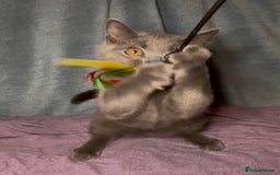 British Shorthair cats for sale: Blue & Fawn Boys & Girls - Image 18