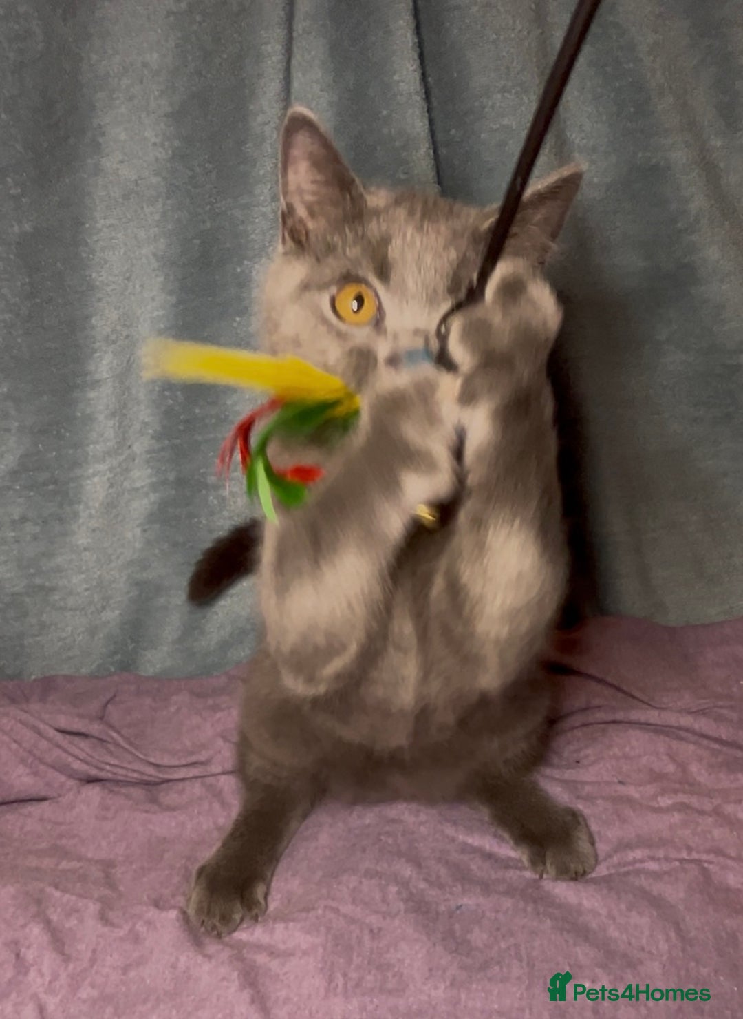 British Shorthair cats for sale: Blue & Fawn Boys & Girls - Image 18
