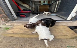 Sprocker dogs for sale: Sprocker puppies  - Image 17