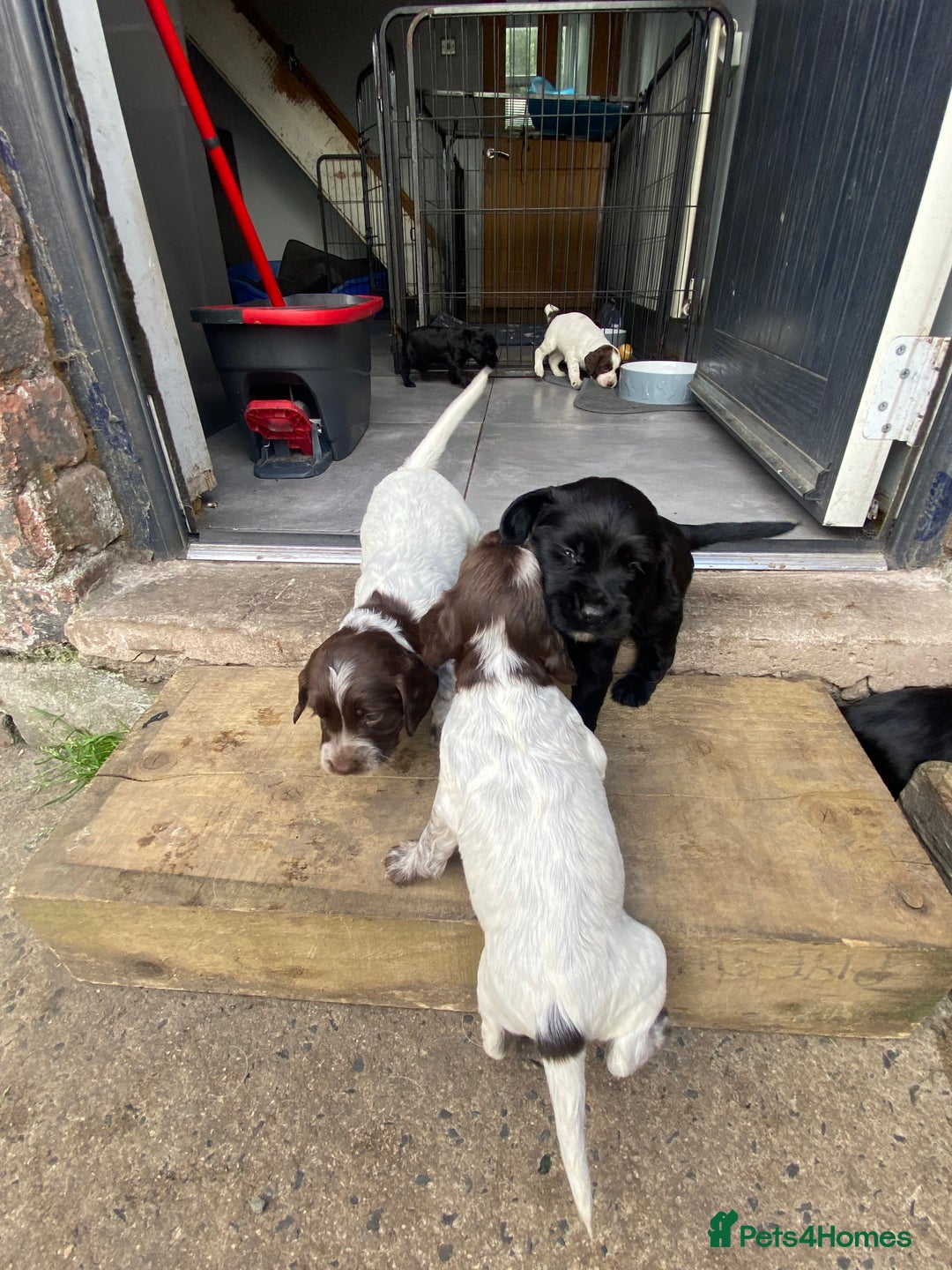 Sprocker dogs for sale: Sprocker puppies  - Image 17