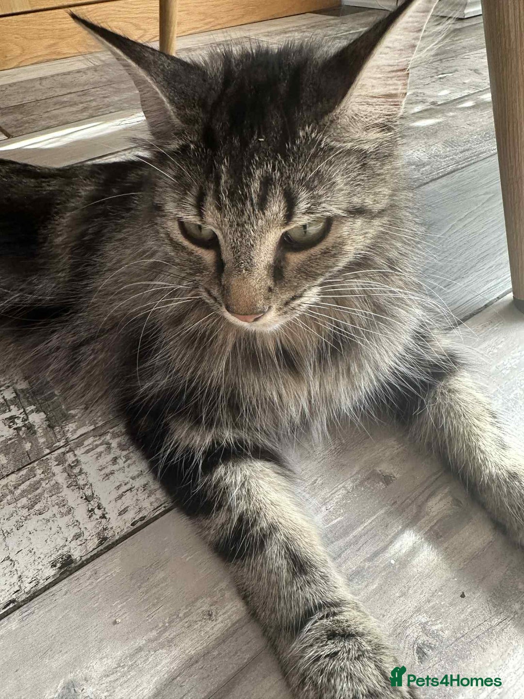 Maine Coon cats for sale: Maine coone mix lovely kitten in Leeds - Image 12