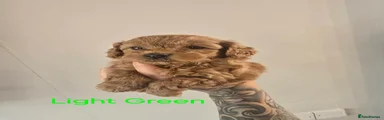 Light Green Collar