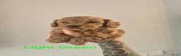 Cockapoo dogs for sale: Stunning F1BB Toy American Cockapoos - Advert 12