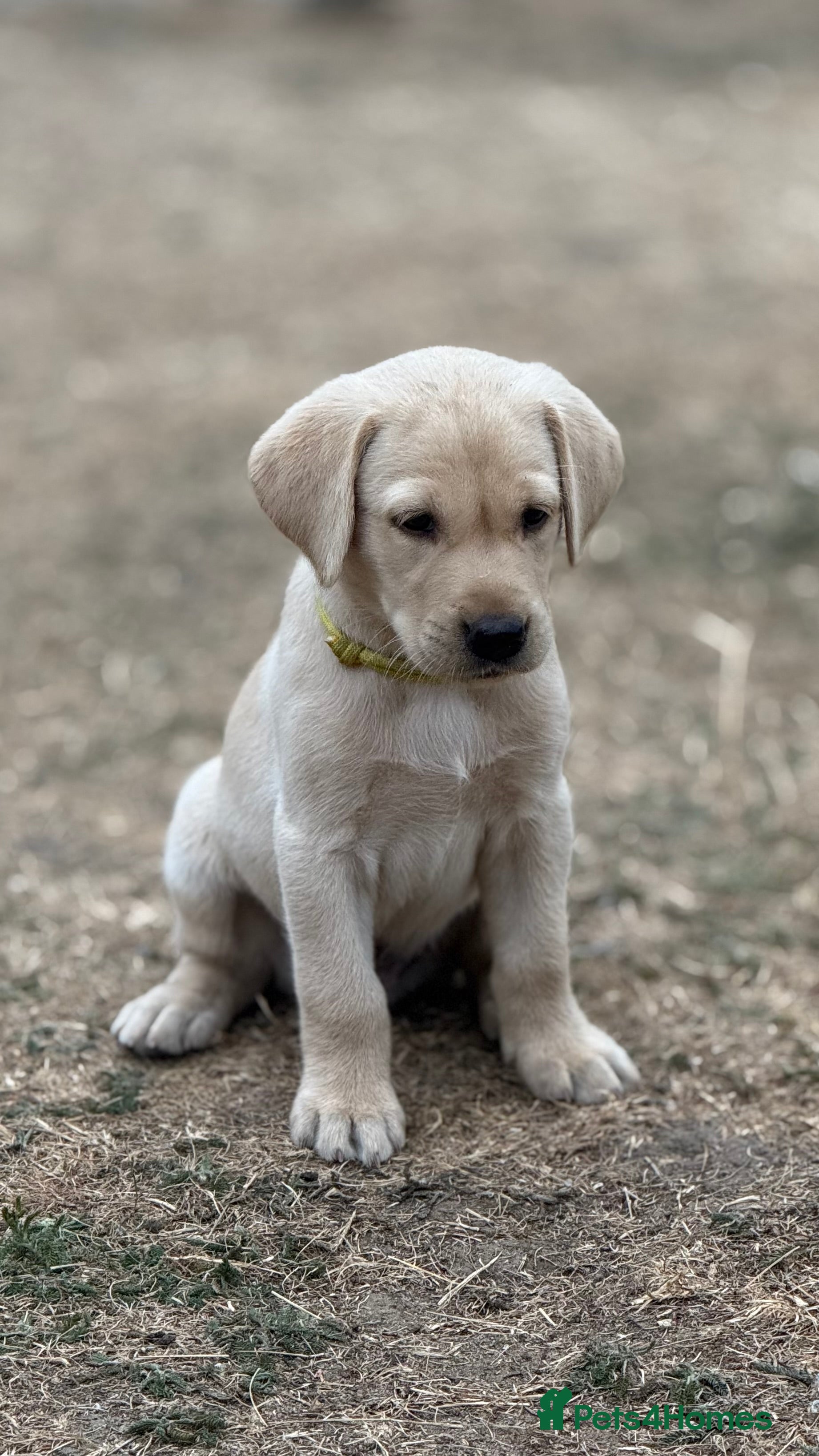 Labrador Retriever dogs KC Registered Working Labrador Puppies 🐾 - Advert 2