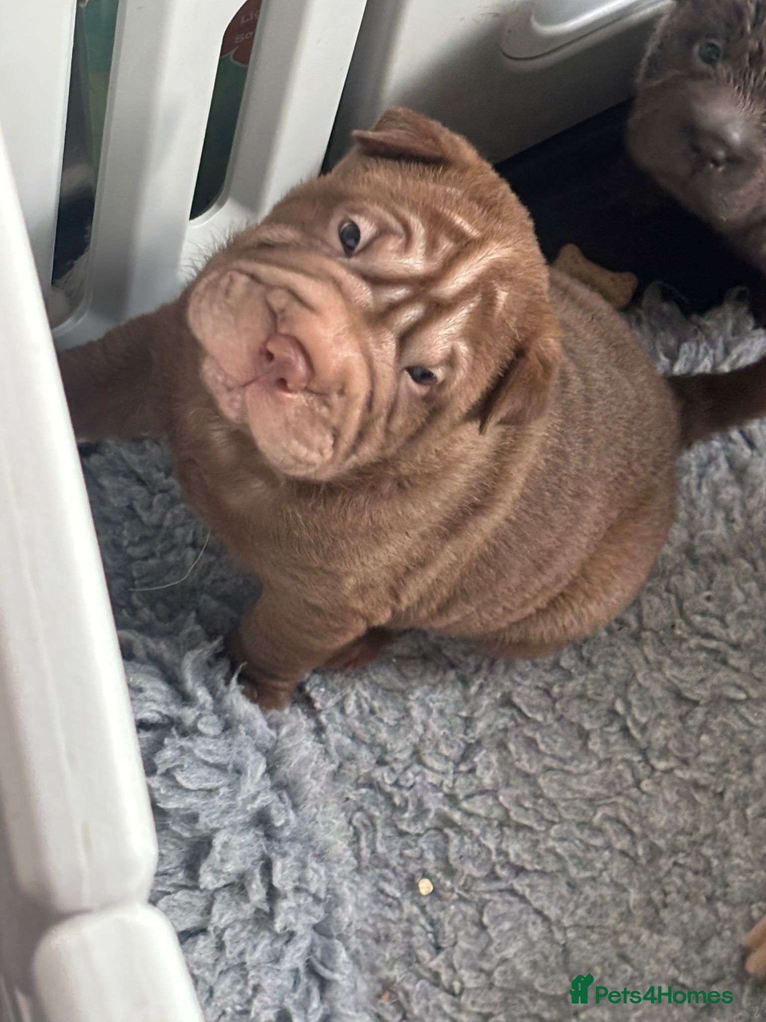 Shar Pei dogs Beautiful shar pei puppys REDUCED READY NOW!!!! - Advert 8