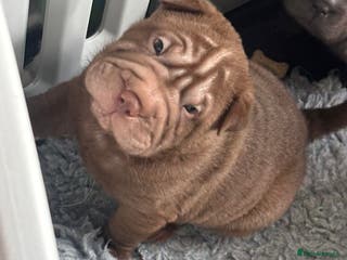 Shar Pei dogs Beautiful shar pei puppys REDUCED READY NOW!!!! - Advert 4