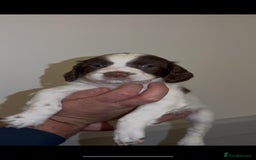 English Springer Spaniel dogs for sale: 🔥Seriously well bred springer spaniel pups - Advert 10