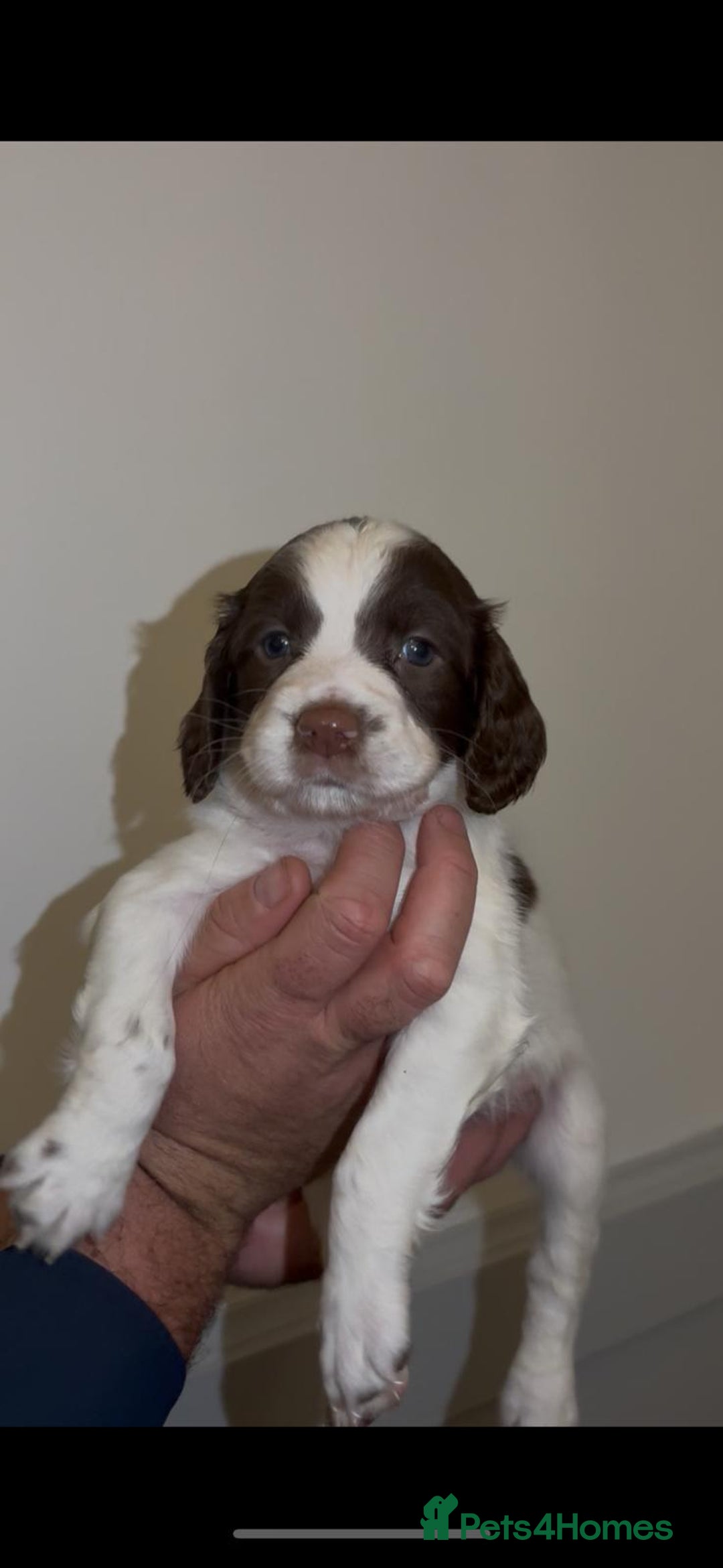 English Springer Spaniel dogs for sale: 🔥Seriously well bred springer spaniel pups - Advert 10