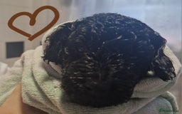 Labradoodle dogs for sale: Gorgeous miniature labradoodle puppies. - Image 8