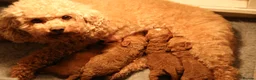 Cavapoochon dogs for sale: Gorgeous (F1b) Fox Red Cavapoochon Puppies. in Grange-over-Sands - Advert 1