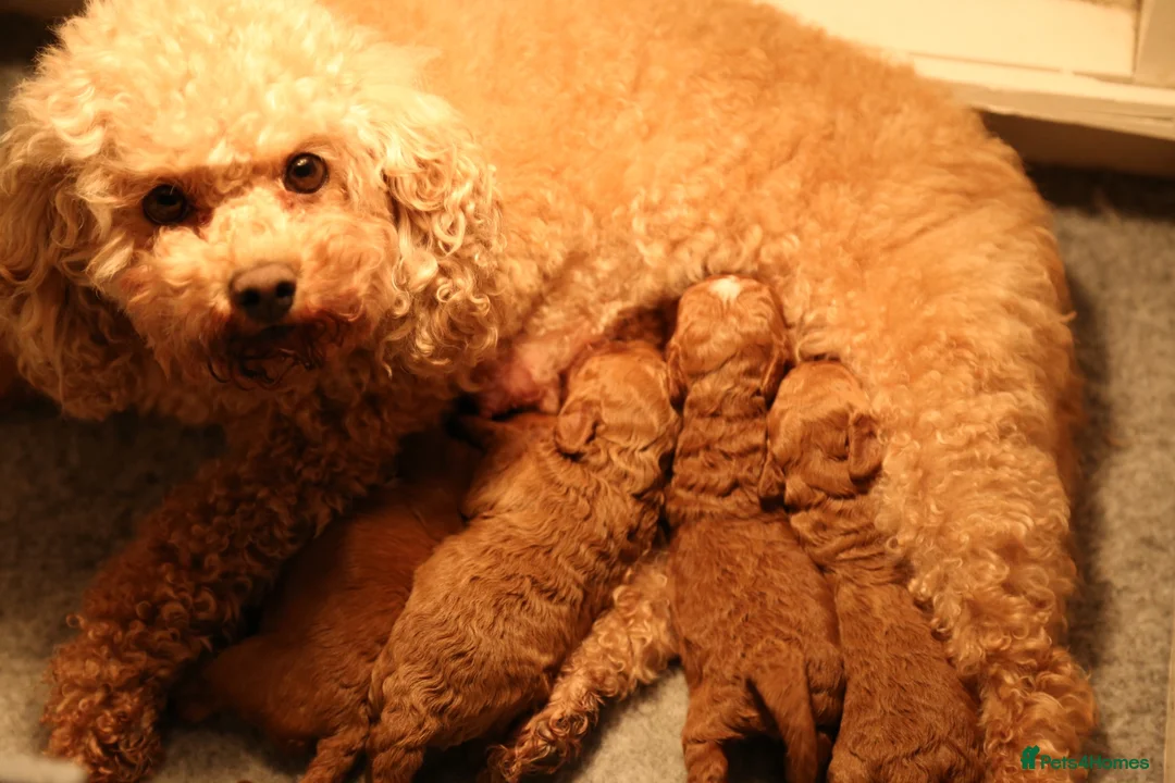 Cavapoochon dogs for sale: Gorgeous (F1b) Fox Red Cavapoochon Puppies. in Grange-over-Sands - Advert 1