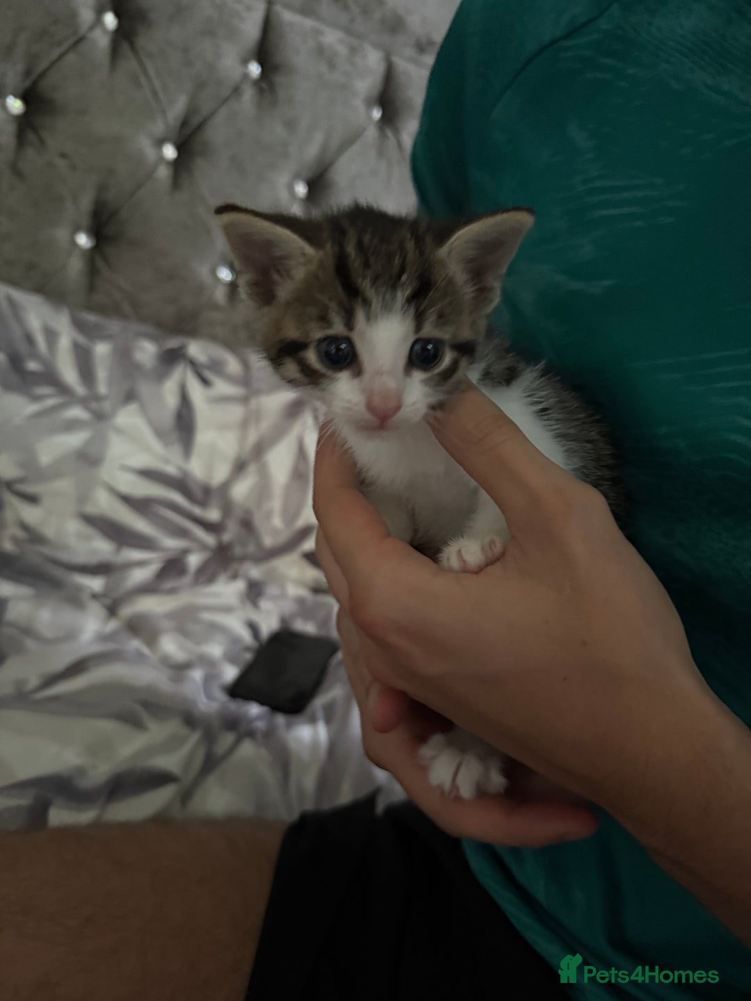 Domestic Shorthair cats for sale: X3 kittens for sale all male  - Image 4