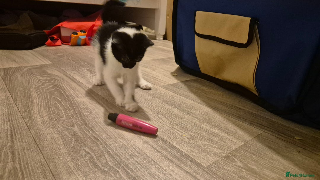 Mixed Breed cats for sale: 2 female kittens available and ready to leave  - Advert 11