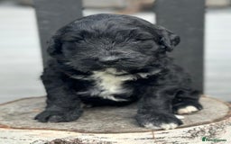 Bernedoodle dogs for sale: F1B STANDARD  BERNADOODLE LAST FEW - Image 20