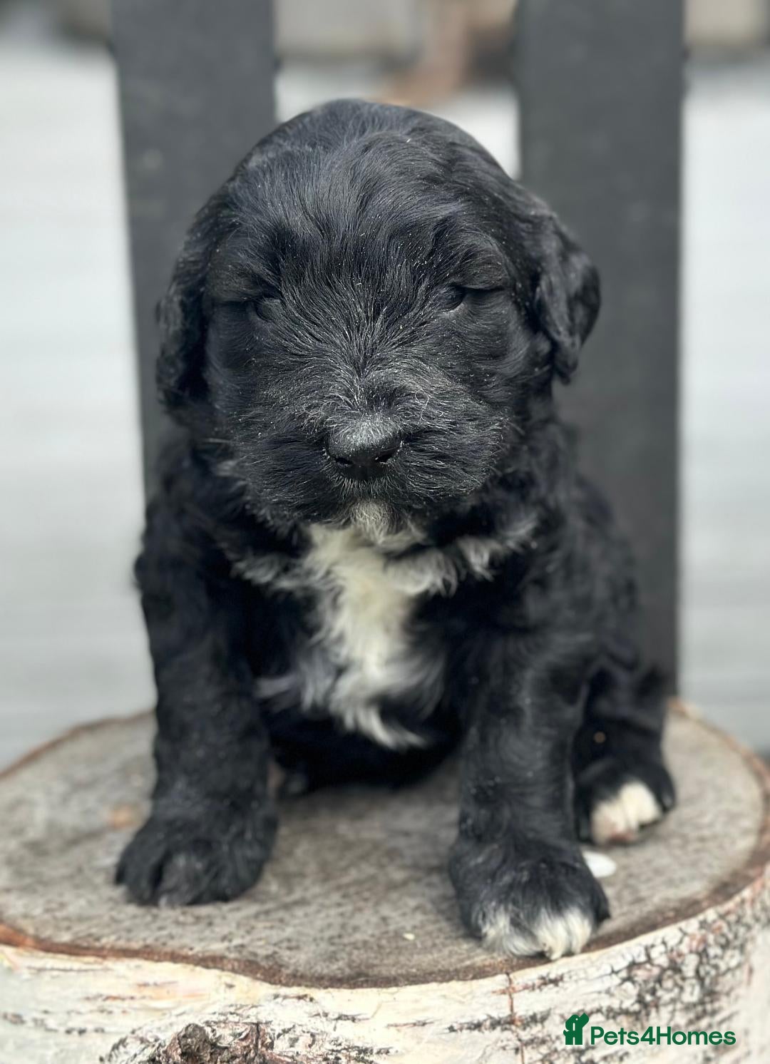 Bernedoodle dogs for sale: F1B STANDARD  BERNADOODLE LAST FEW - Image 20