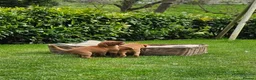 Labrador Retriever dogs for sale: Fox Red Labrador Puppies - Advert 10