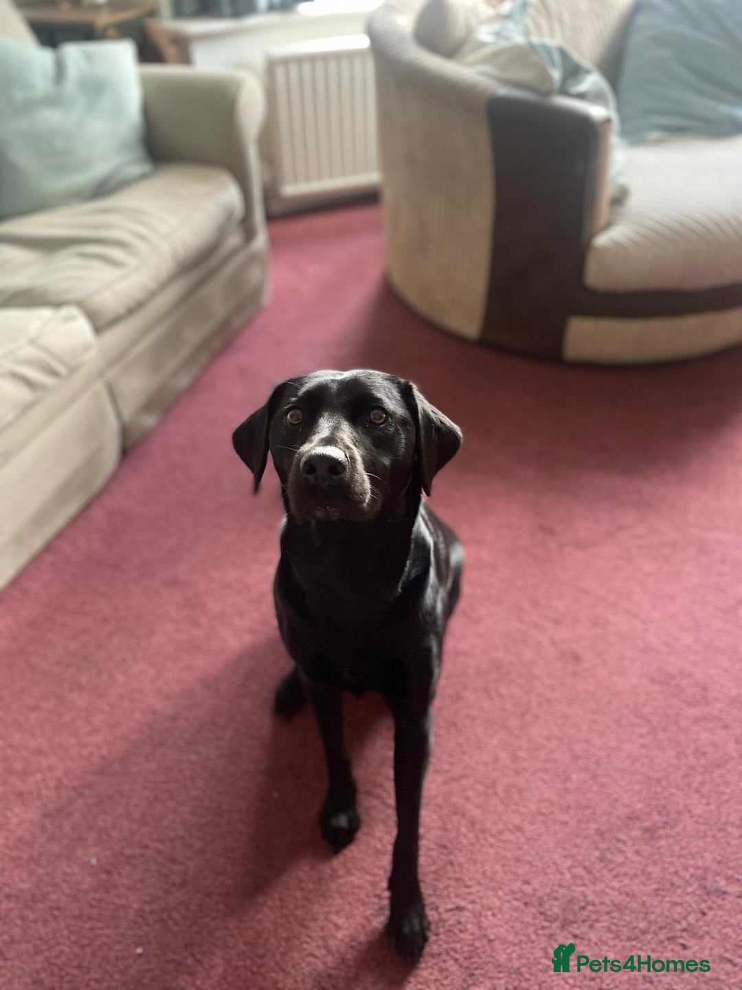 Labradoodle dogs for sale: Labradoodle puppies (home-raised) for sale - Advert 14