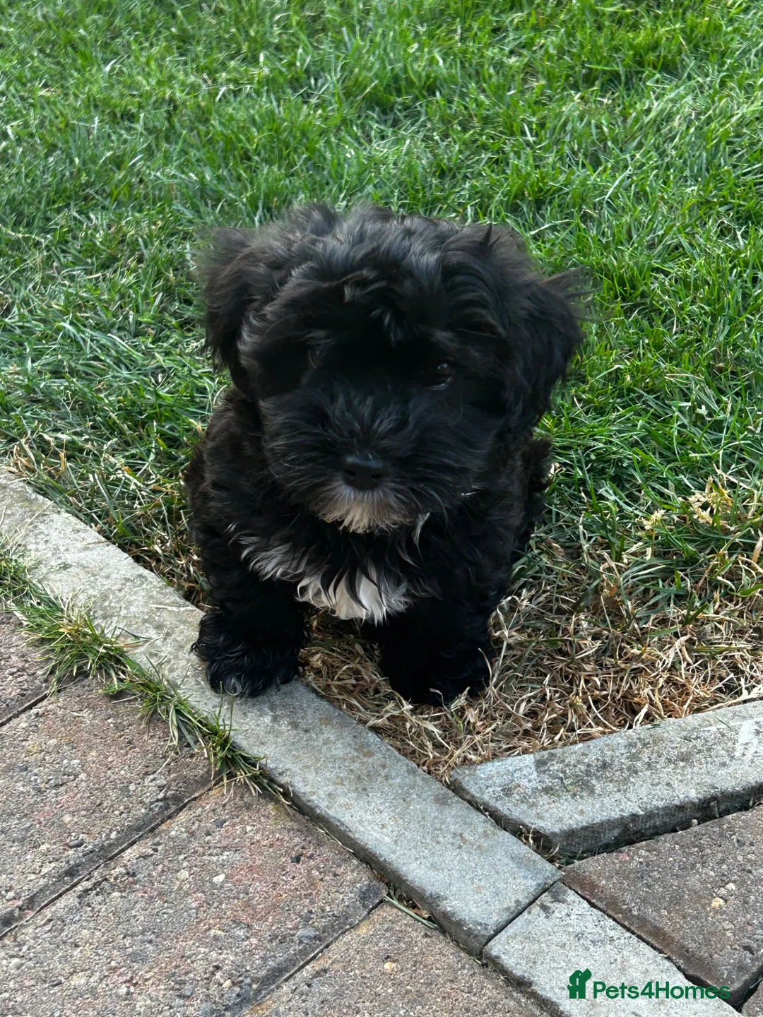 Havanese dogs for sale: 8 Exceptional colours KC reg Havanese puppies  - Advert 2