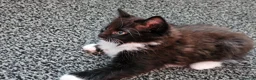 Mixed Breed cats for sale: Kittens 3 ready to leave now - Advert 8