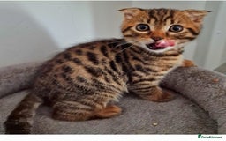 Bengal cats for sale: Bengal kittens for sale - Image 3