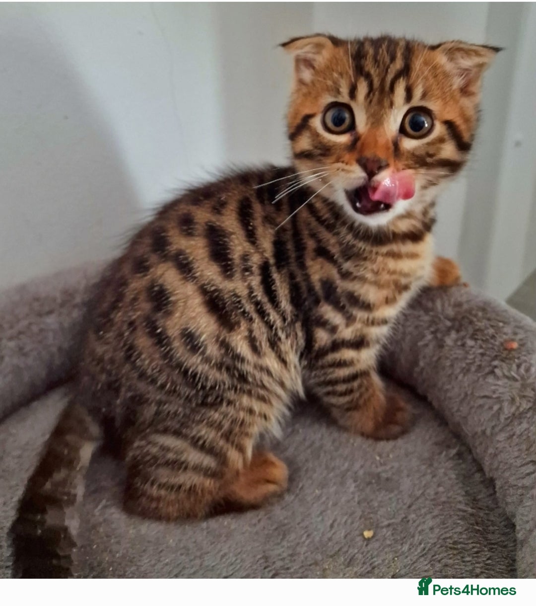 Bengal cats for sale: Bengal kittens for sale - Image 3