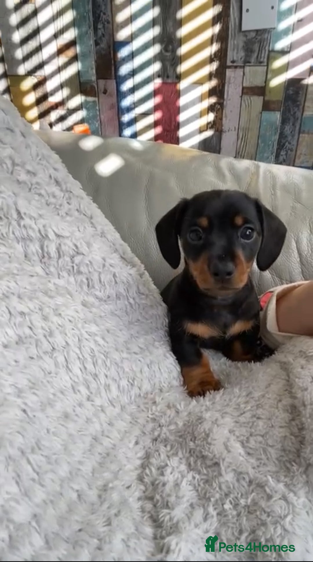 Miniature Dachshund dogs for stud: Slinky The Mini Sausage🖤🐶 - Advert 7