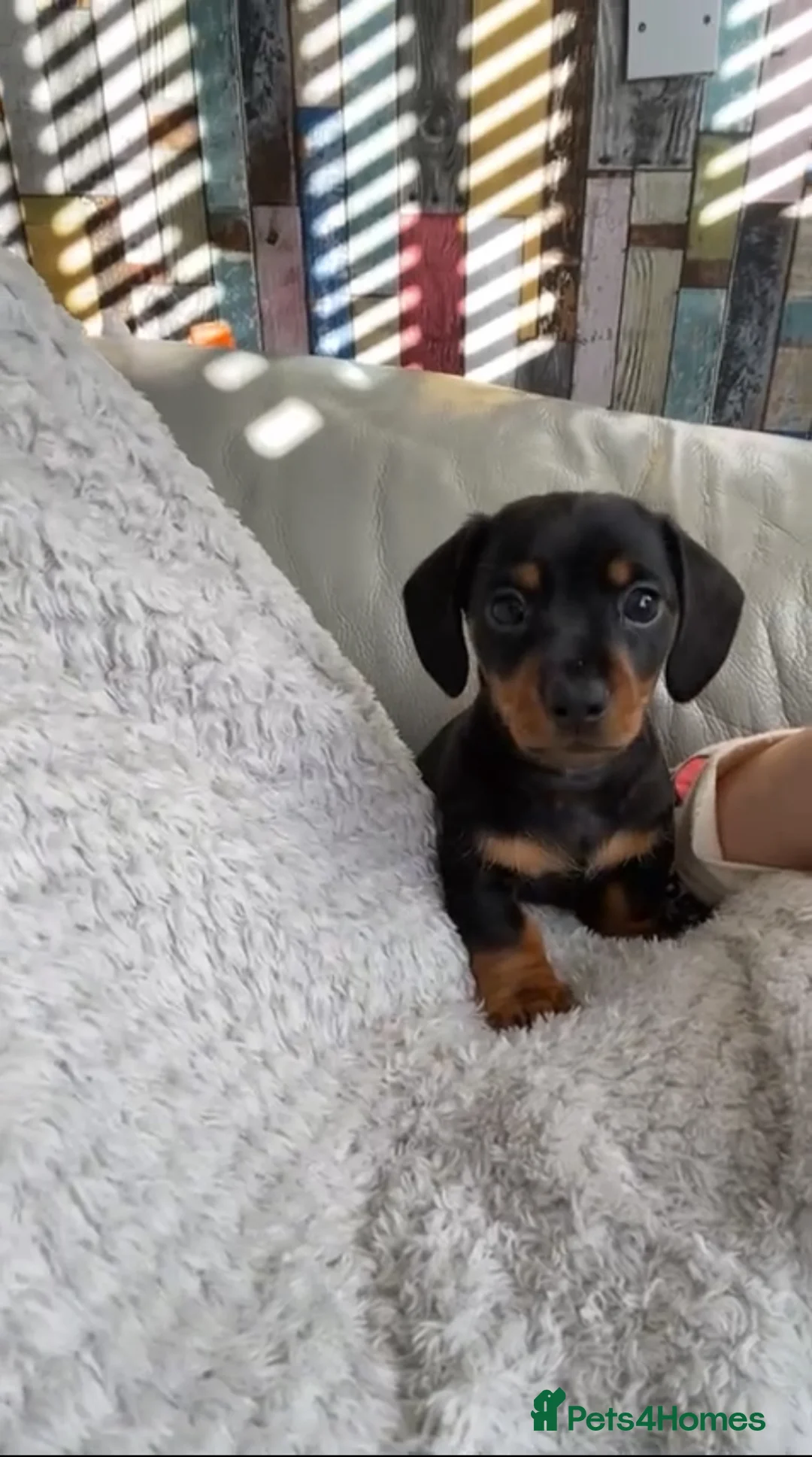 Miniature Dachshund dogs for stud: Slinky The Mini Sausage🖤🐶 - Advert 7
