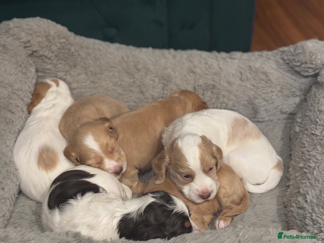 Cocker Spaniel dogs for sale: 5 beautiful working cocker spaniels 3 boys 2 girls - Image 13