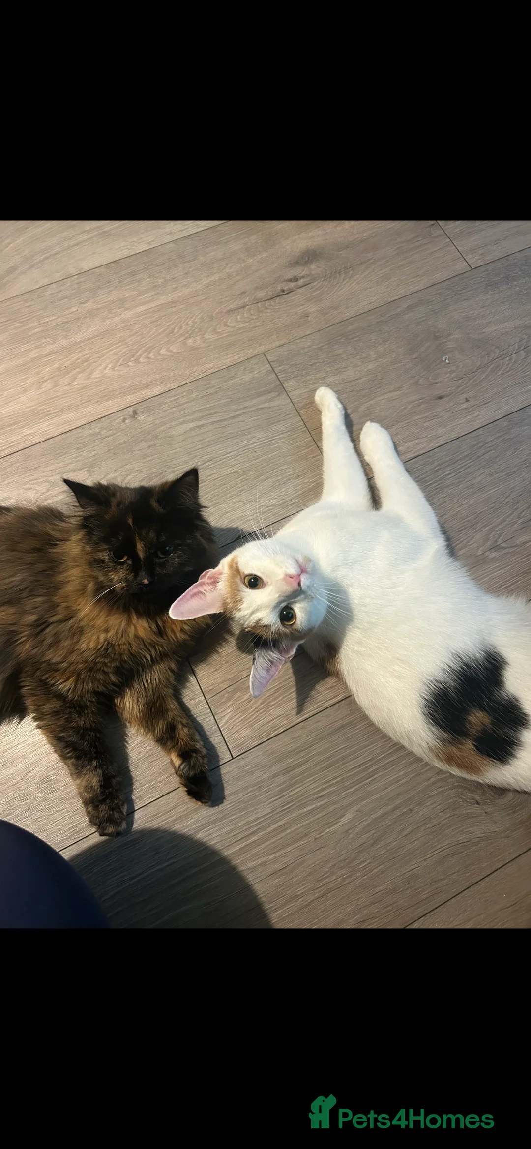 Mixed Breed cats for sale: Cats  - Advert 4