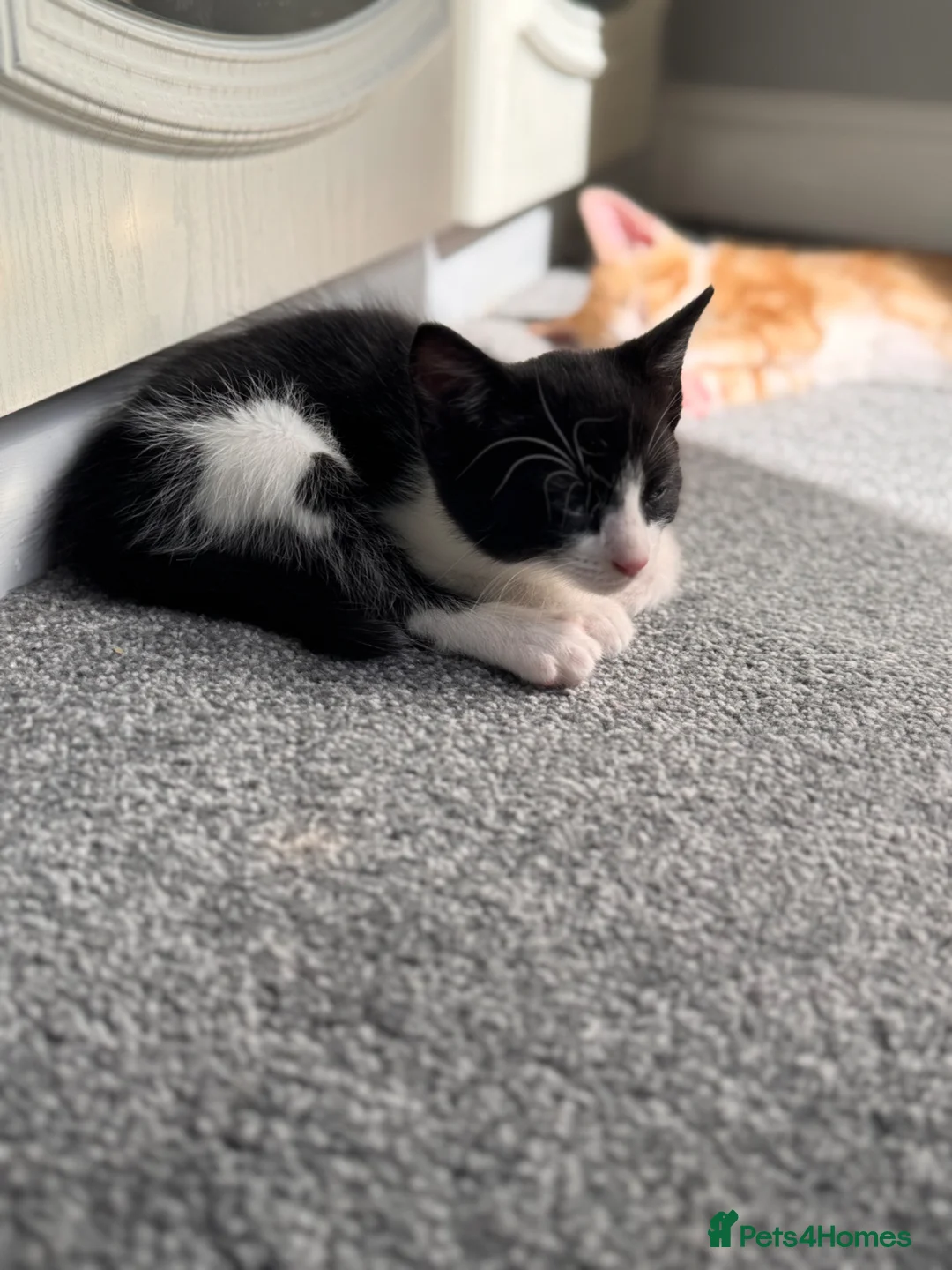 Mixed Breed cats for sale: Two black and white Cats for sale  in Rotherham - Advert 16