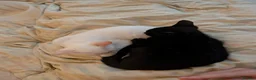 Ragdoll cats for sale: Bonded pair of males - Advert 4