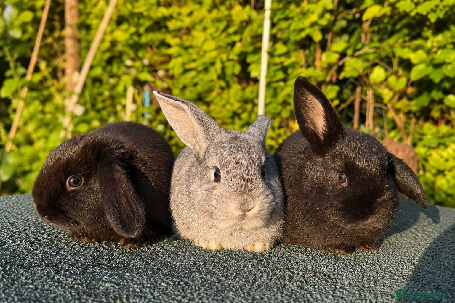 Mixed Breed rabbits Gorgeous Baby Rabbits – Handled Daily - Advert 17