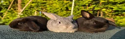 Mixed Breed rabbits for sale: Gorgeous Baby Rabbits – Handled Daily - Advert 1