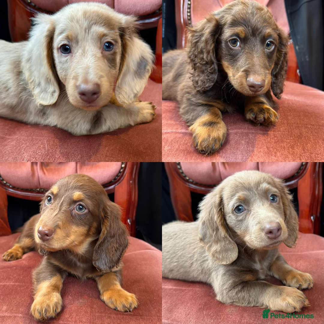 Miniature Dachshund dogs for sale: Long Hair Dachshund miniature Dapple - Advert 1