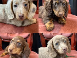 Miniature Dachshund dogs Long Hair Dachshund miniature Dapple - Advert 7