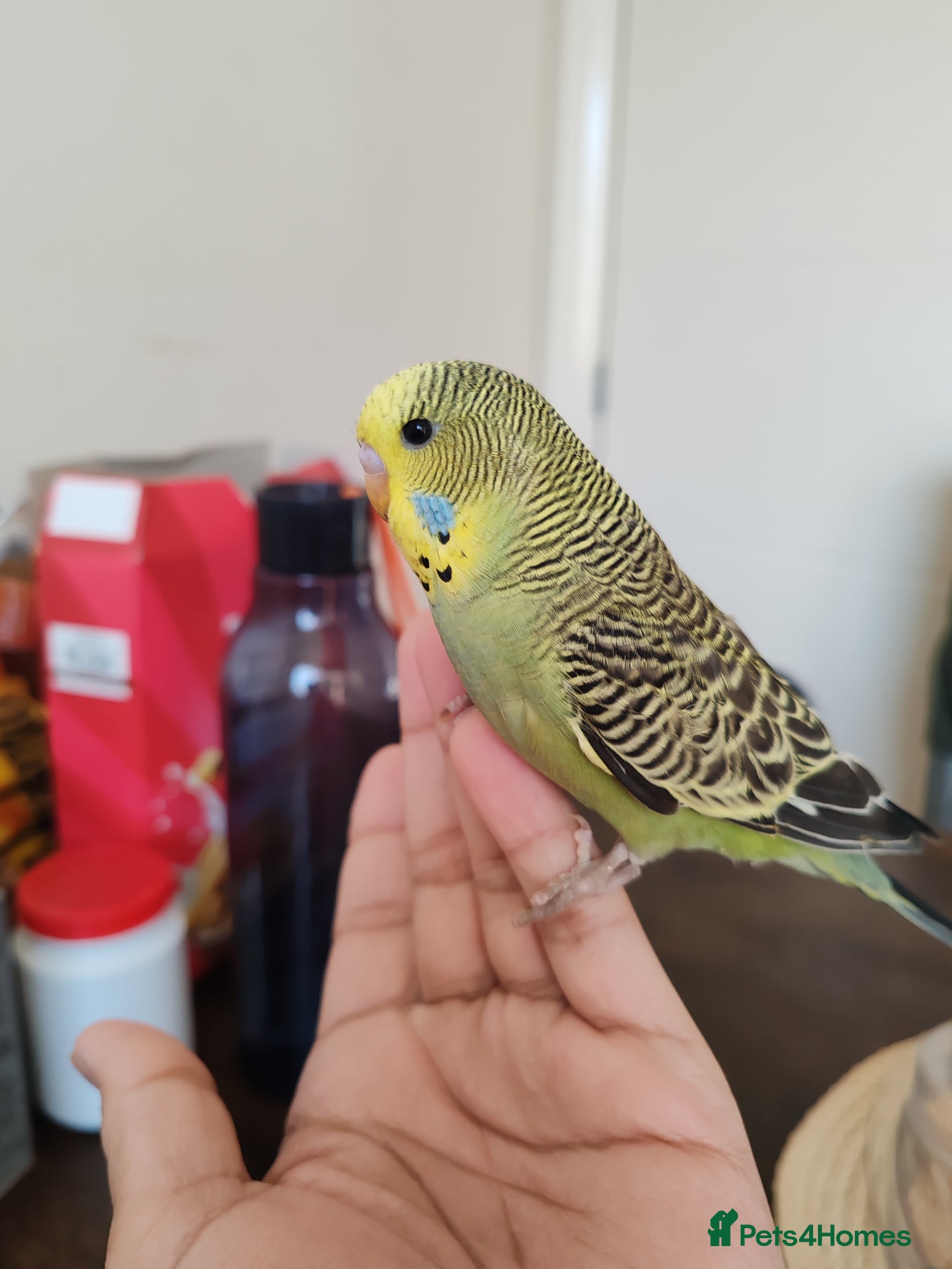 Parrots birds budgies age 2 months.  - Advert 10