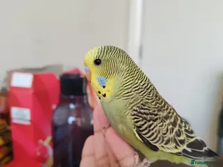 Parrots birds budgies age 2 months. - Advert 10