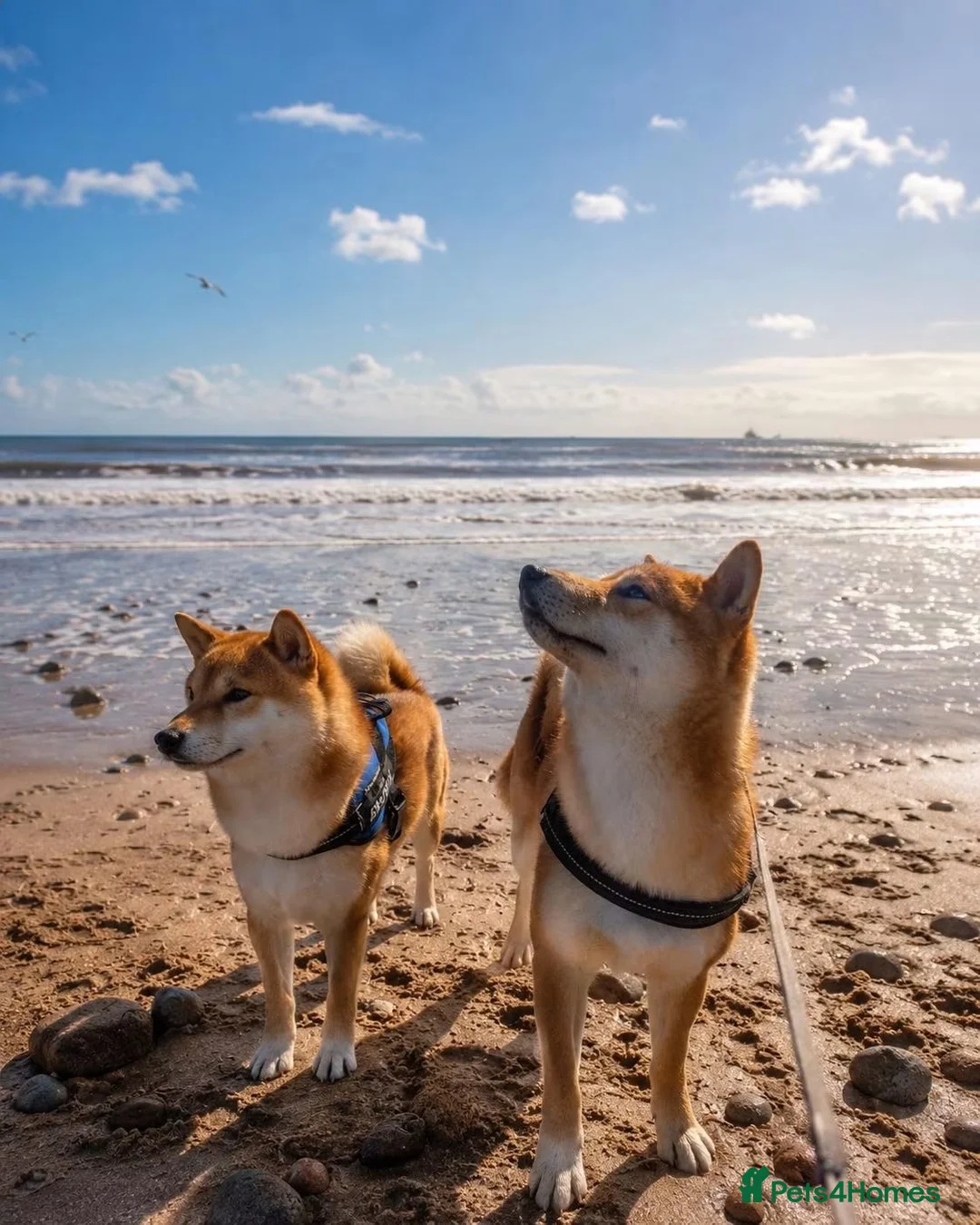 Japanese Shiba Inu dogs for sale: Male Shiba Inu 15 mths old - Advert 2