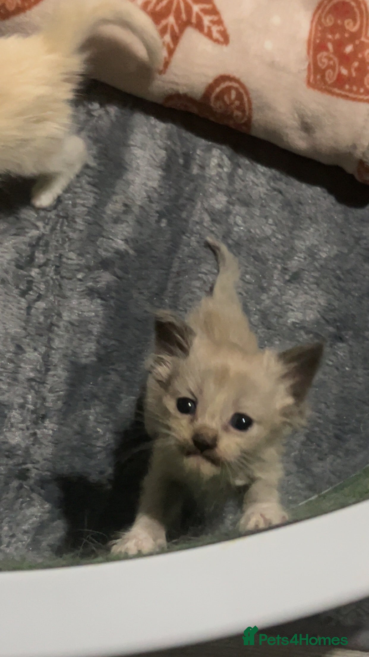 Ragdoll cats Cherubim ragdolls full pedigree - Advert 6