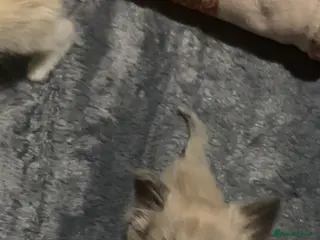 Ragdoll cats Cherubim ragdolls full pedigree - Advert 6