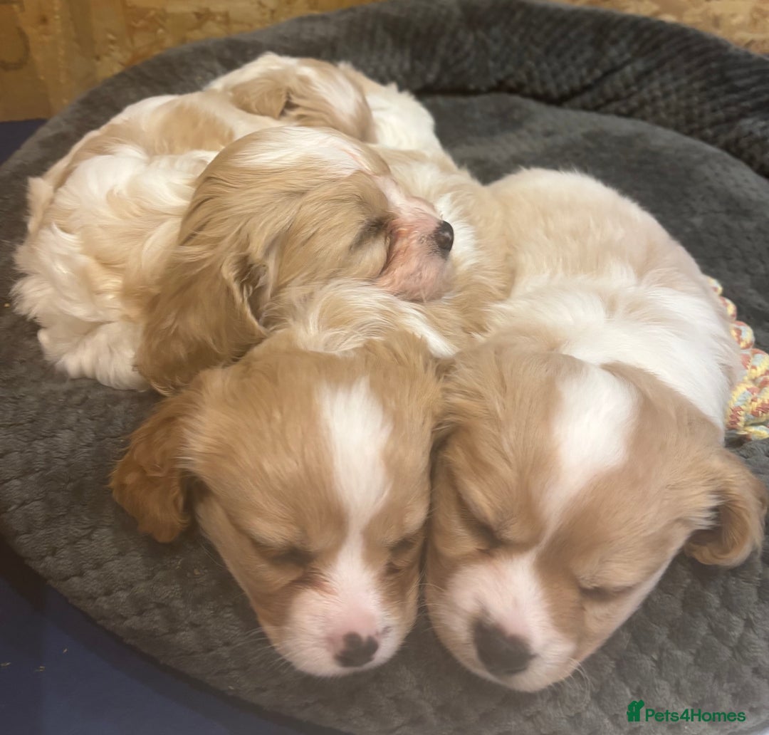 Cavachon dogs for sale: Cavachon f2 - Advert 9