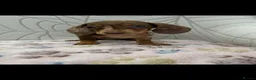 Miniature Dachshund dogs for sale: Miniature Dachshund - Advert 14